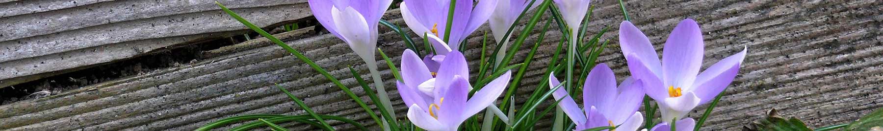 purple crocus flower