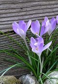 purple crocus flower
