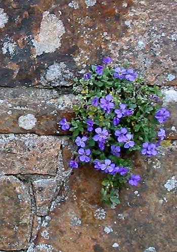 Purple flowers growing from an old stone wall