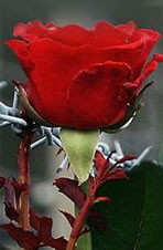 a red rose