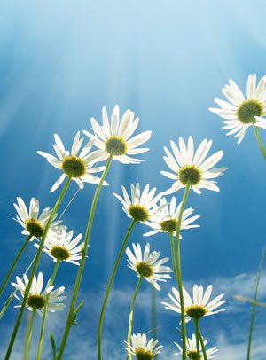 daisies against a blue sky