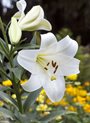 White Easter Lilies