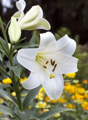 White Easter Lilies