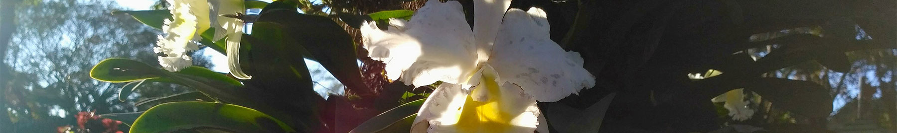 Photograph of white orchids in Paraguay