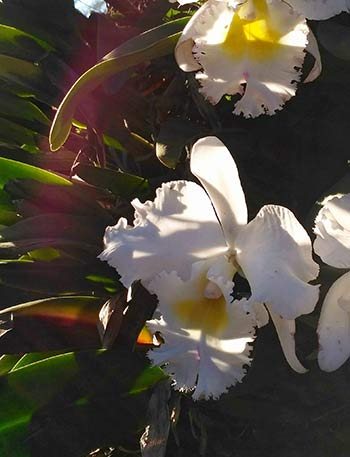 Photograph of white orchids in Paraguay