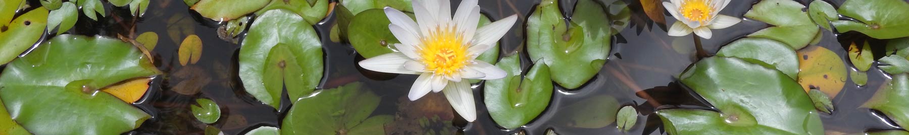 White waterlilies floating on a pond