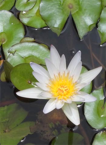 White waterlilies floating on a pond