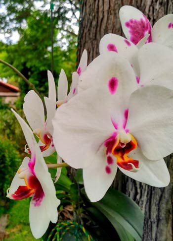White orchids on a tree
