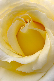 closeup of white rose
