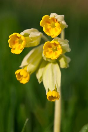 yellow cowslip flower