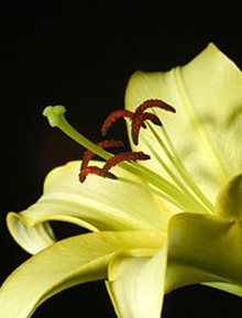 yellow lily