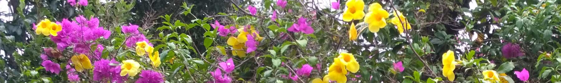 Pink and Yellow tropical flowers