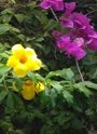 Pink and Yellow tropical flowers