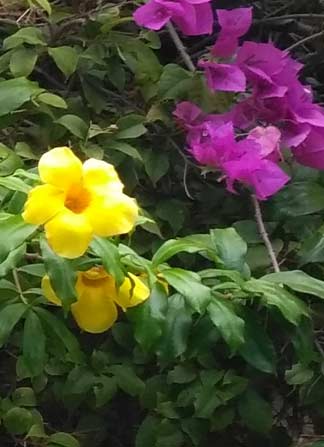 Pink and Yellow tropical flowers