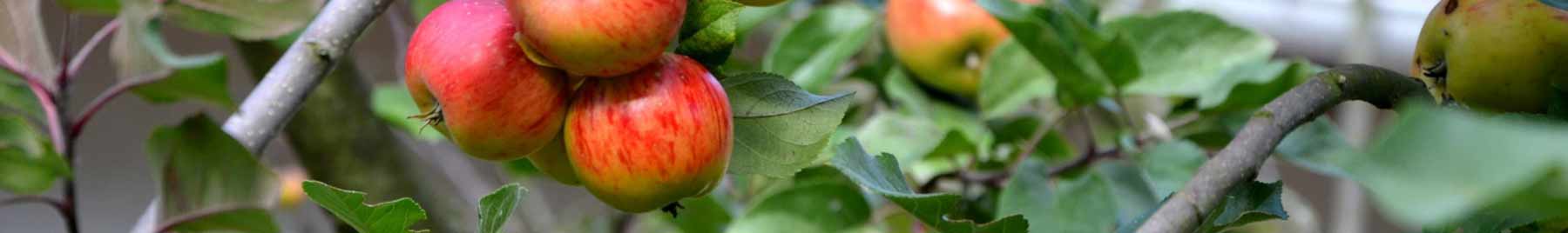 apples hanging on a tree