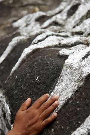 A hand leaning on a rock that has white roots running over it.