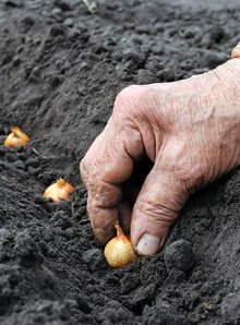 a hand planting onions in dark earth