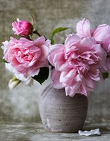 pink roses alexandra seinet_listing