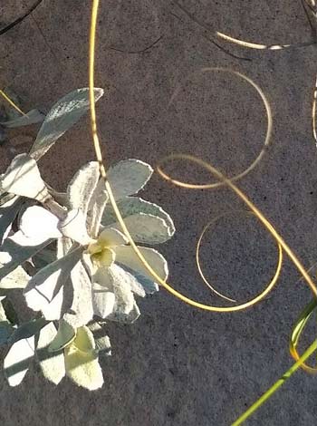 Beach grasses