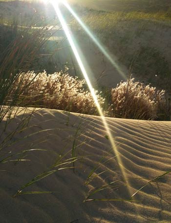 Sun shining on beach grasses