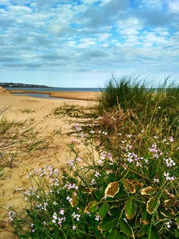 beach with blue sky and pink flowers