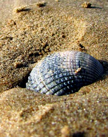 Sea shell in the sand