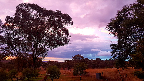 pink and blue clouds over a paddock and gum trees at sunset