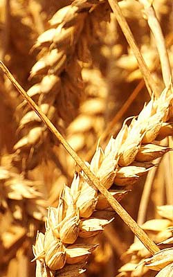 Stalks of wheat