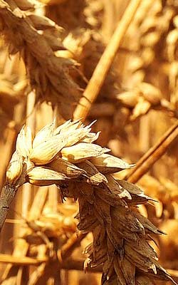 Stalks of wheat