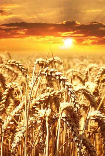 Sunset over a wheat field