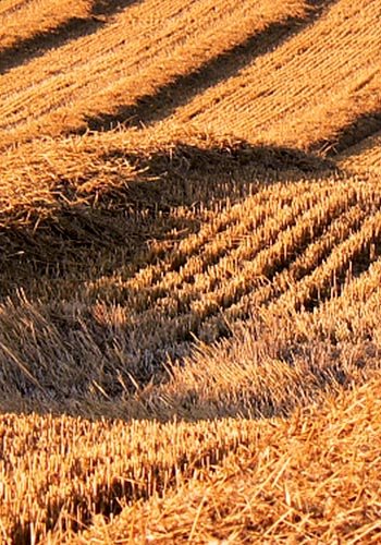 Harvested Wheat