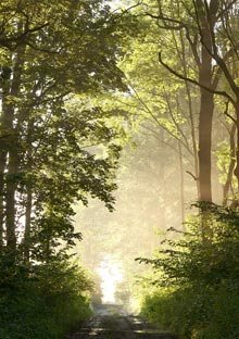 a forest path at dawn