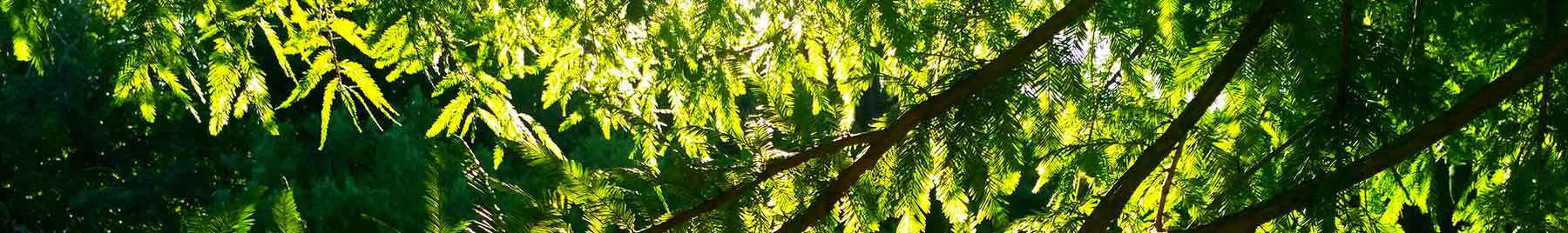 Light shining through green foliage