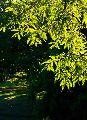 Light shining through green foliage