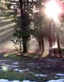 Light streaming through pine trees in a forest with patches of snow on the ground.