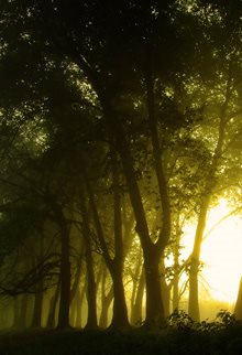 three trees