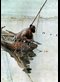 painting of Fishing by Carl Larsson
