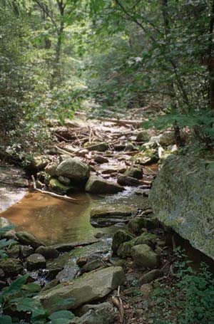 a stream in the woods