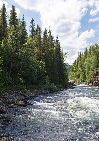 Mountain stream with evergreen woods