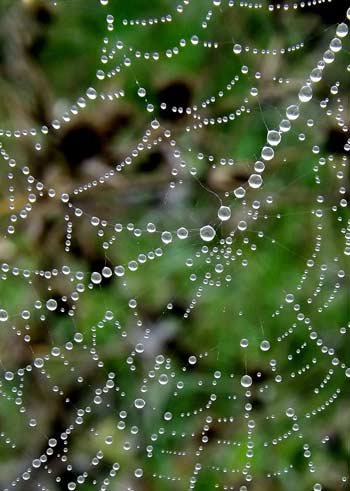 Dew on a cobweb