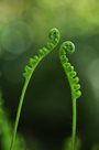 fernFiddleheadsListing