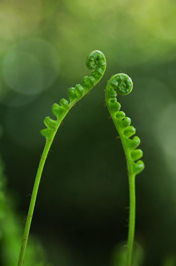 fernFiddleheadsListing