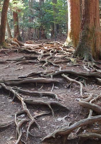 Roots on the dark forest floor