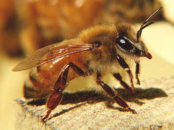 Honeybee