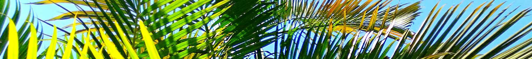 Palm fronds against the sky