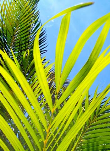 Palm fronds against the sky