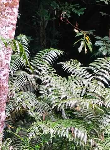 Uruguay Watershed Vegetation