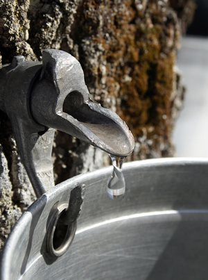 Maple tree sap dripping into a bucket