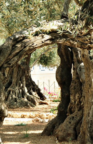 Gehtsamane Olive trees