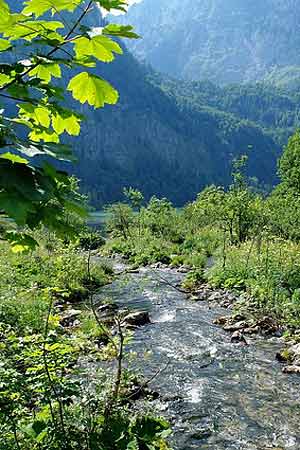 A shallow brook ripples over stones, with forested mountains in the background and green leaves hanging down overhead.